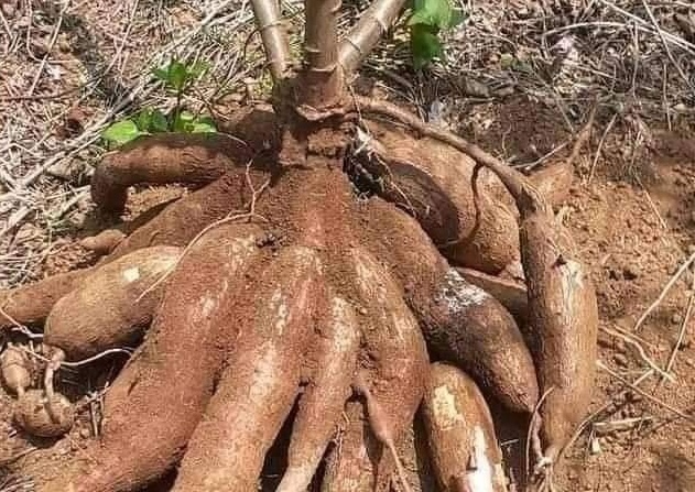 Cassava Cultivation
