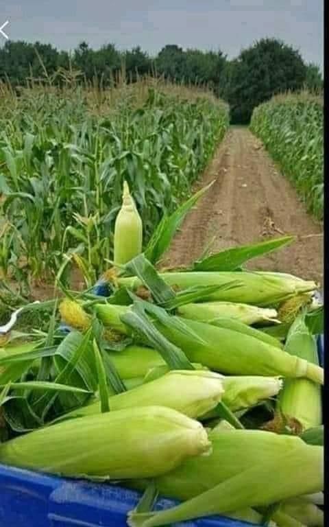 Modern Crop Cultivation Techniques