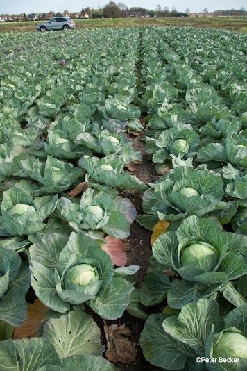 Cabbage Cultivation