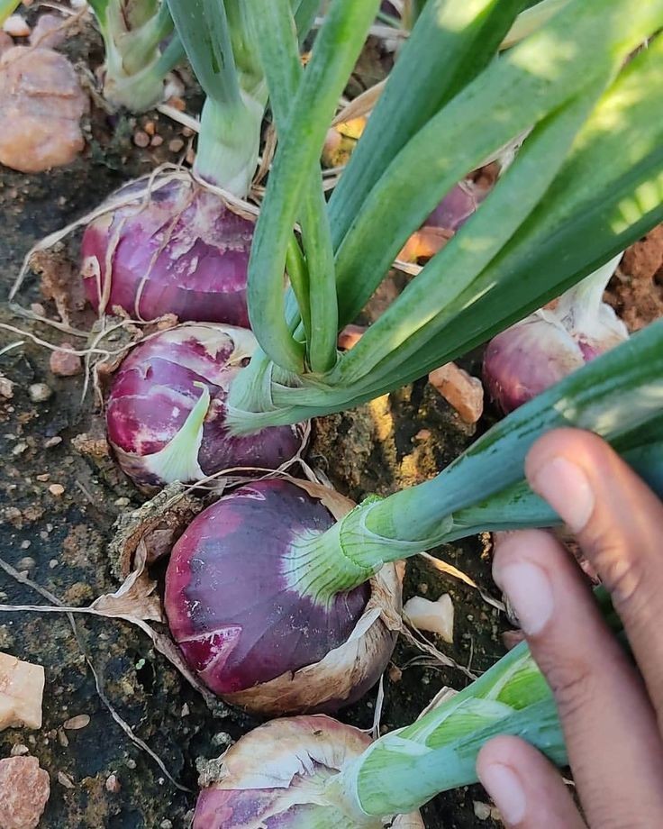 Onion Cultivation
