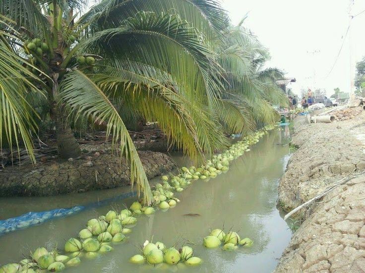 Cultivating Africa's Future: Join the Farm to the World Movement